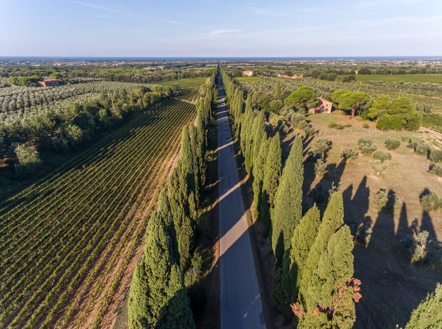 Il vino buono a regola d’arte, la formula eccellente dei Consorzi di Tutela
